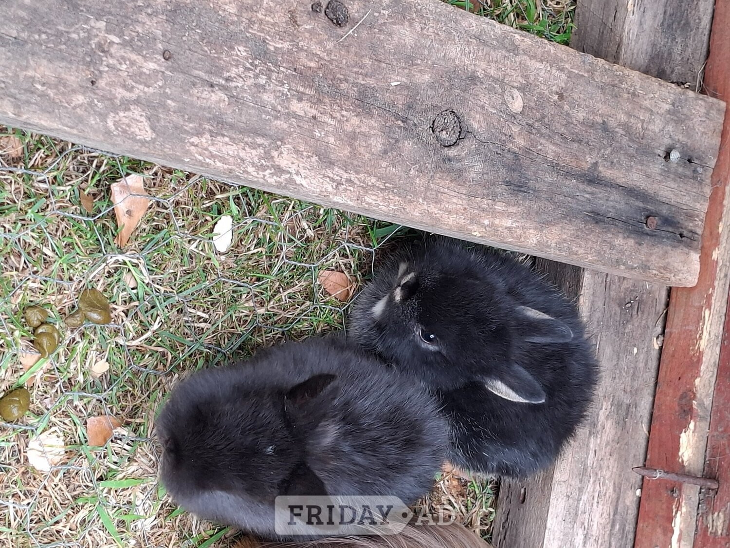 Beautiful rabbit lops !!! Pure lops and dwarfs - Rabbits