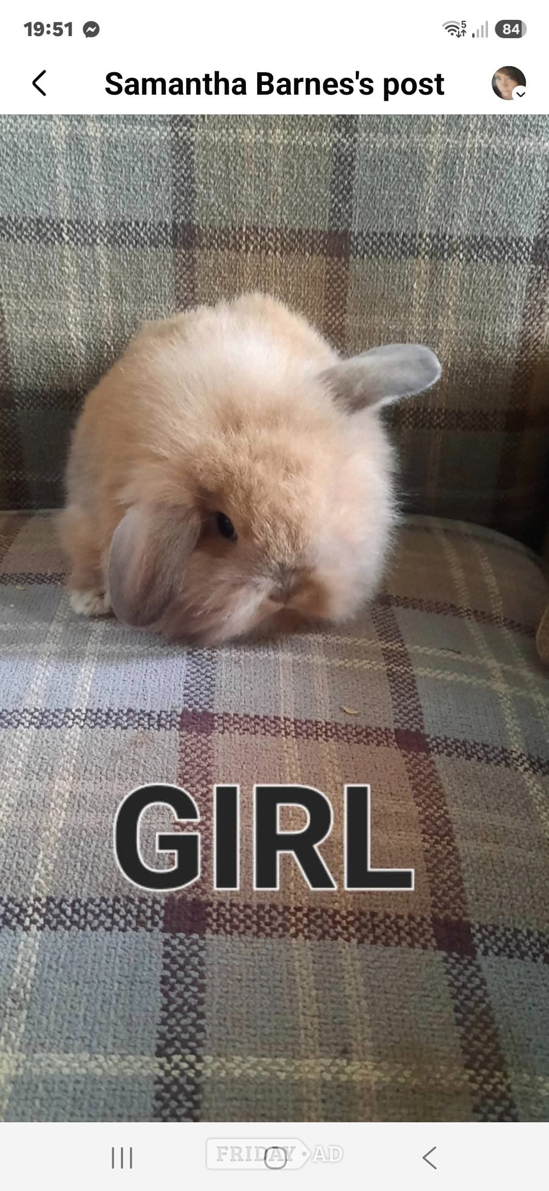Beautiful rabbit lops !!!!!!!!!!!! in Spalding