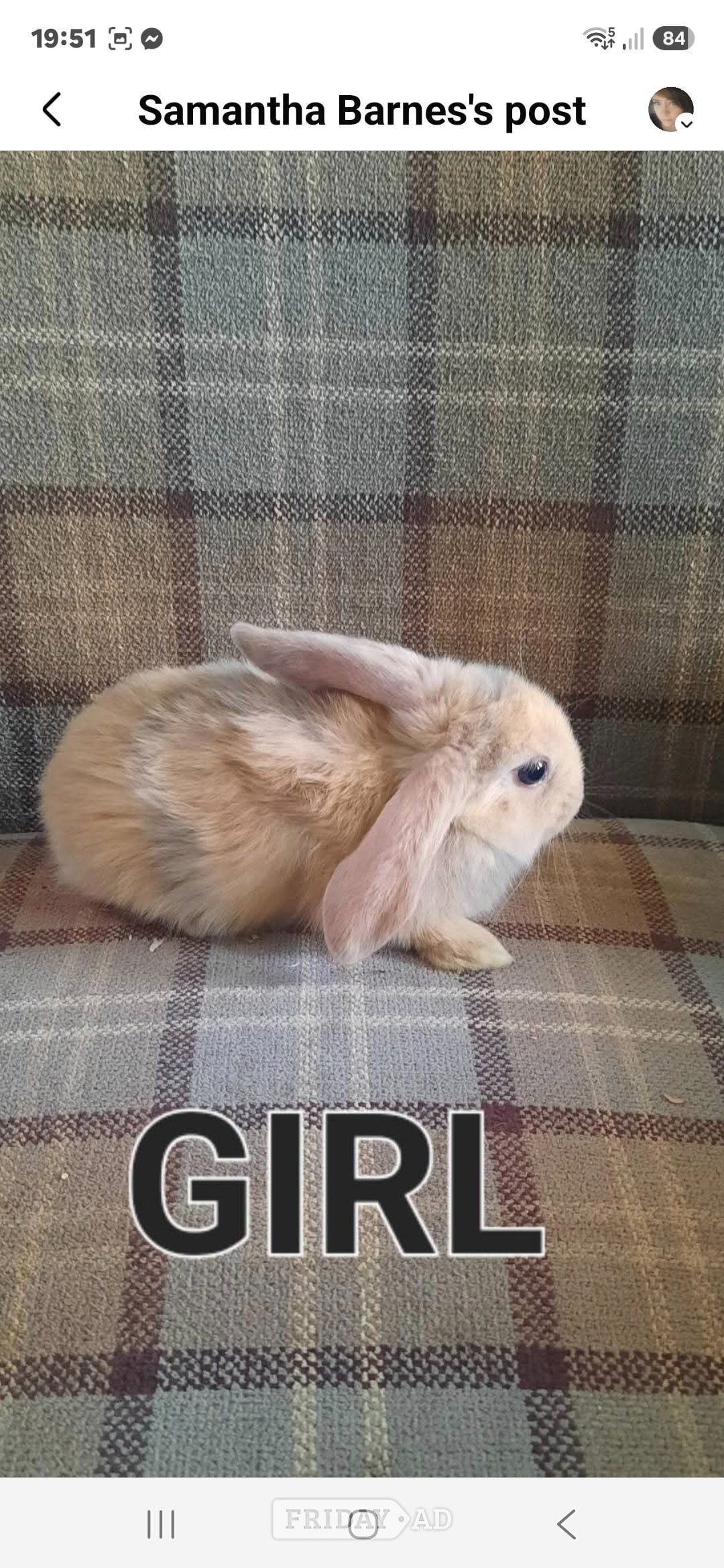 Beautiful rabbit lops !!!!!!!!!!!!