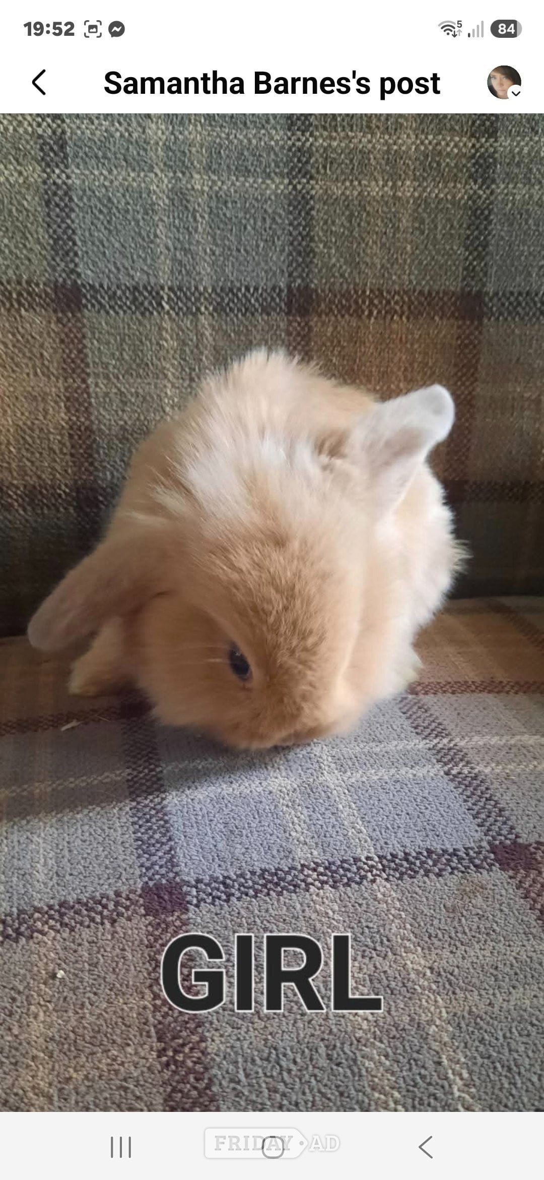 Spalding Beautiful rabbit lops !!!!!!!!!!!!
