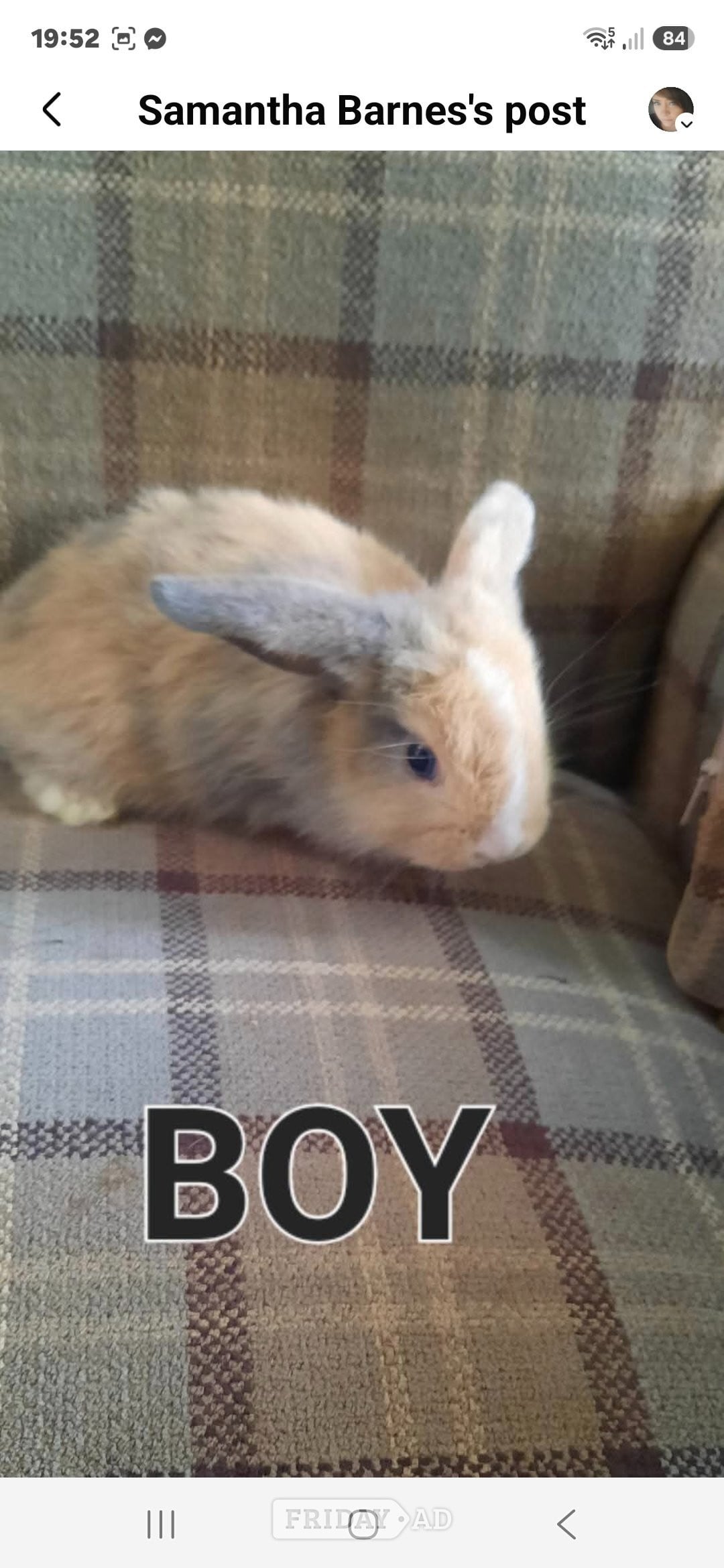 Beautiful rabbit lops !!!!!!!!!!!! - Rabbits in Spalding