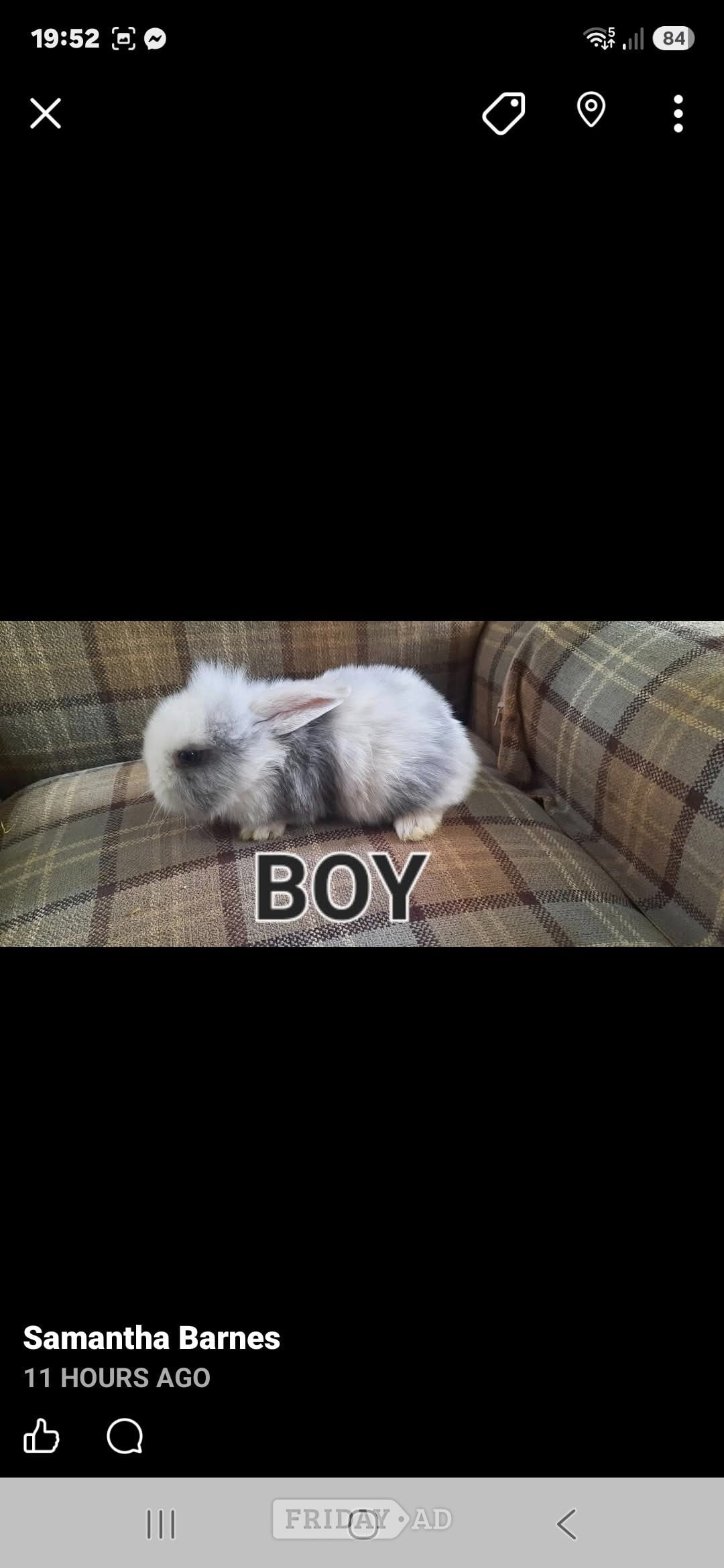 Beautiful rabbit lops !!!!!!!!!!!! - Rabbits