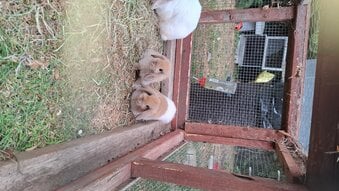 Beautiful rabbit lops !!! Pure lops and dwarfs