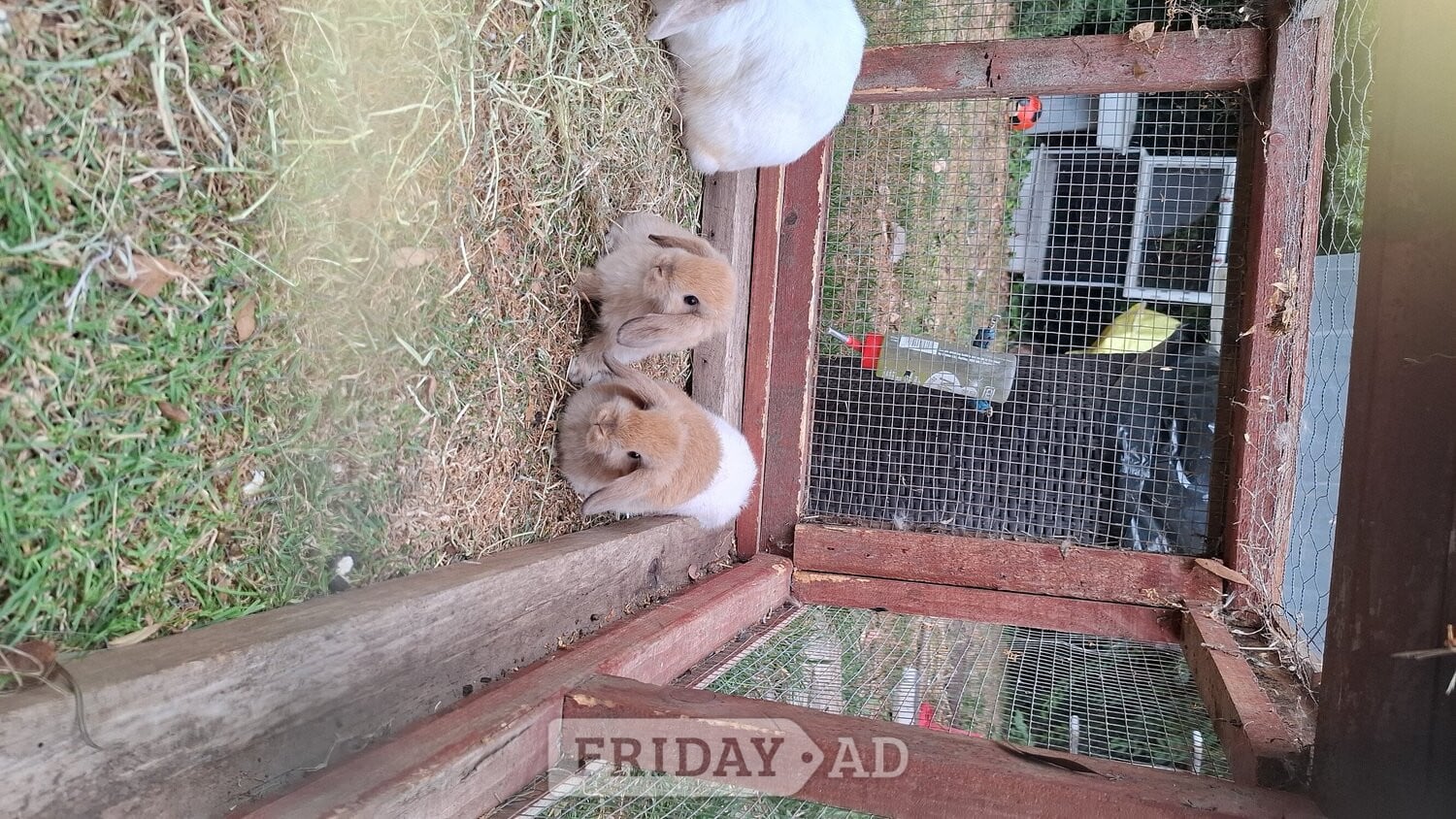 Beautiful rabbit lops !!! Pure lops and dwarfs in Spalding