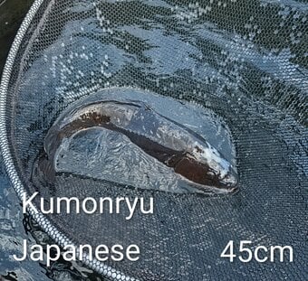 Koi carp for sale