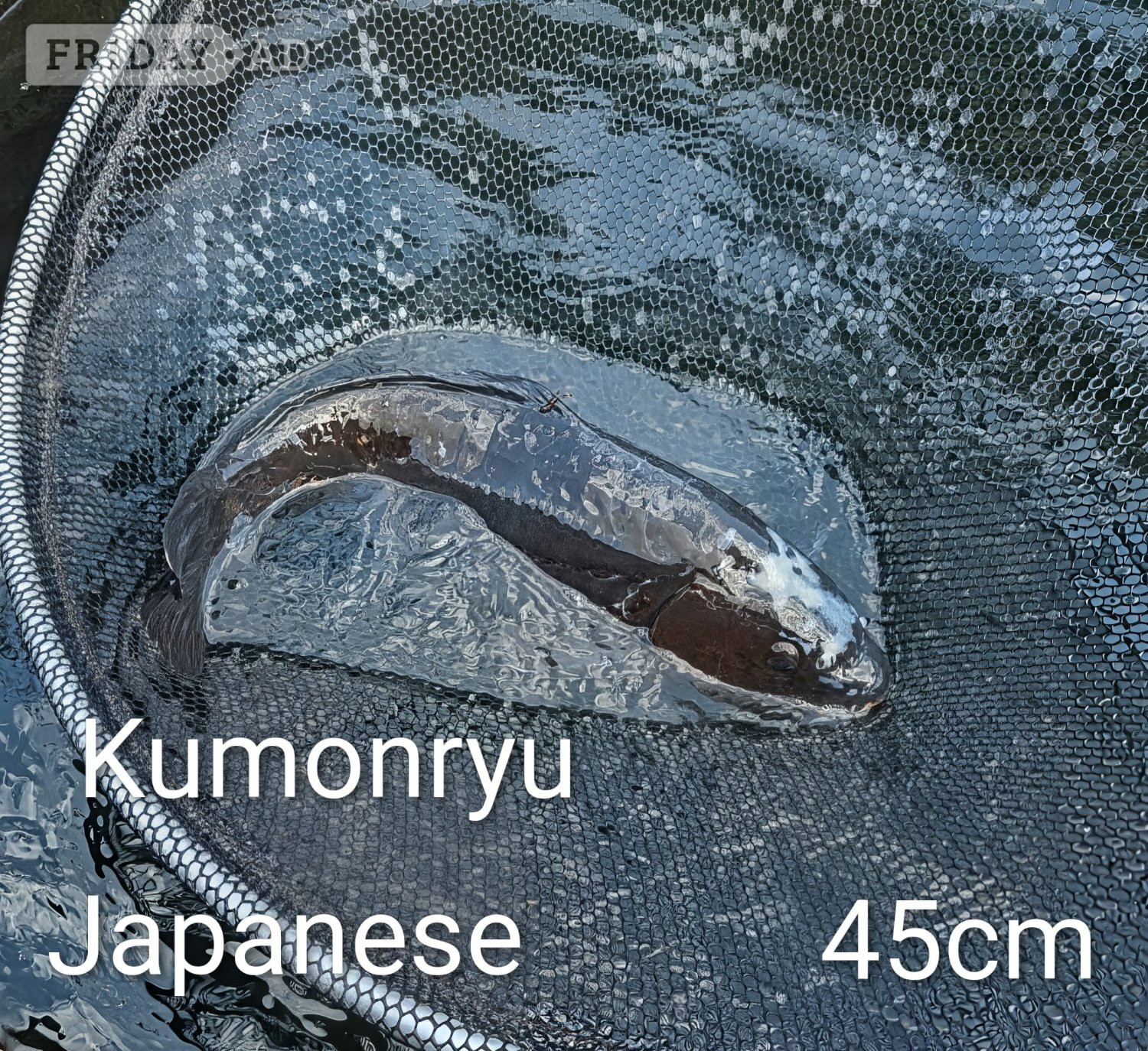 Koi carp for sale in Hailsham