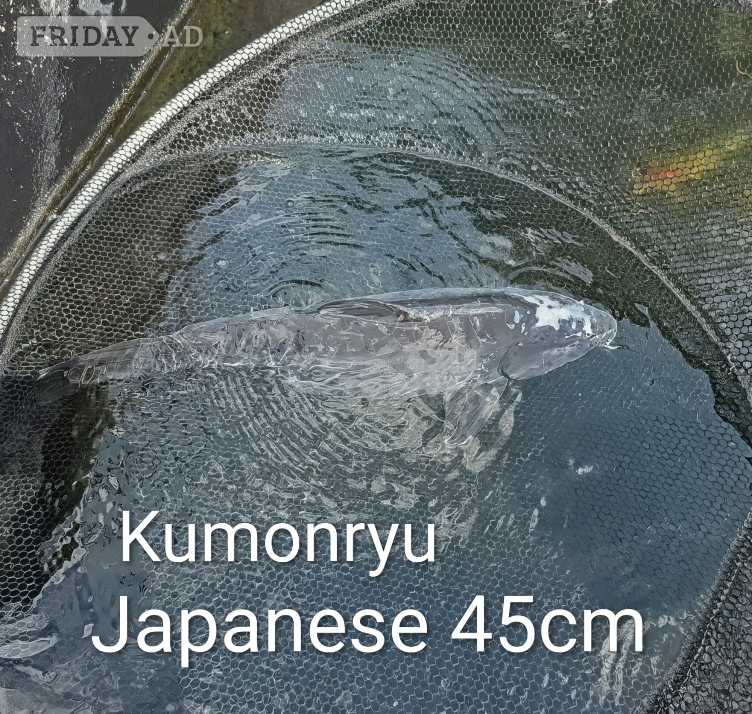Koi carp for sale