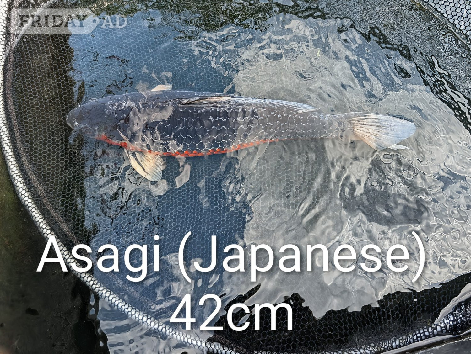Hailsham Koi carp for sale