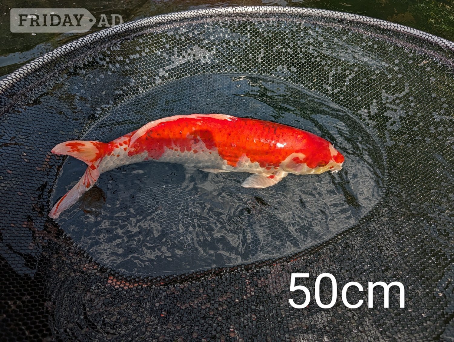 Koi carp for sale - Fish & Aquatics in Hailsham