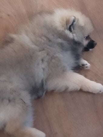KkPomeranian puppy stunning