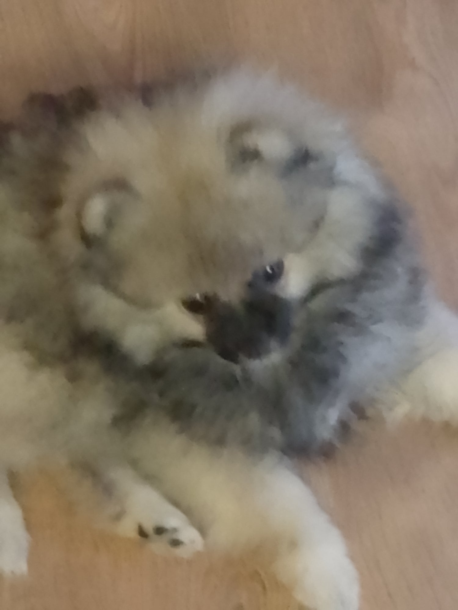 Bexhill-On-Sea KkPomeranian puppy stunning