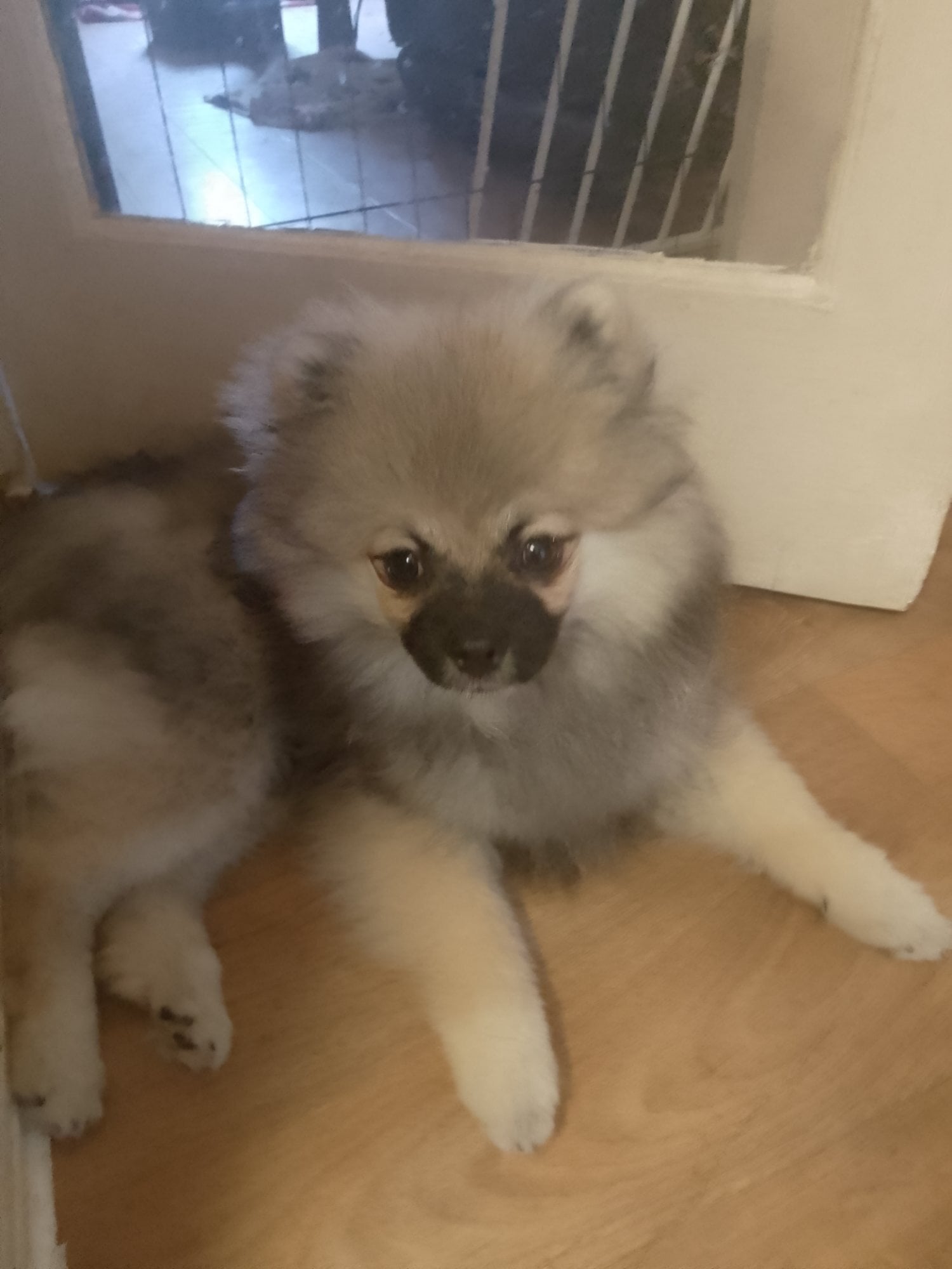 KkPomeranian puppy stunning - Dogs & Puppies in Bexhill-On-Sea