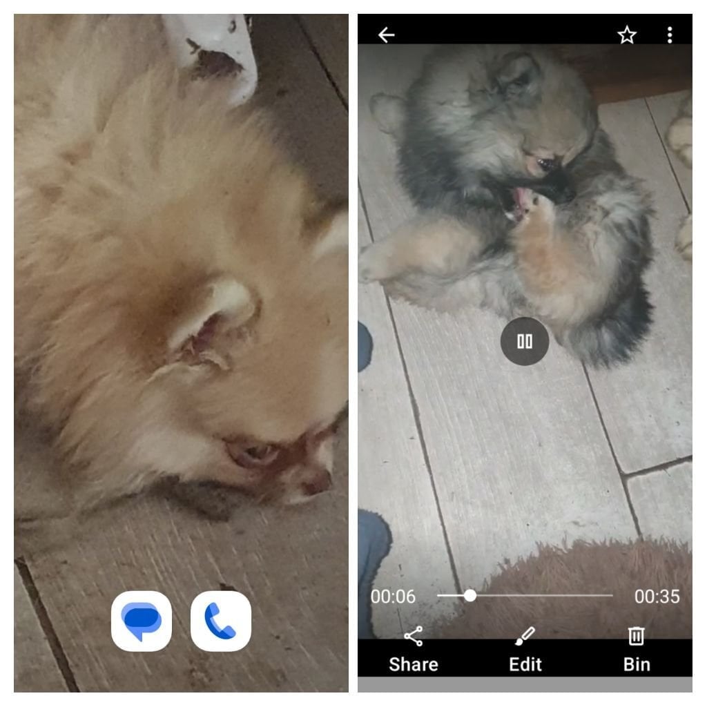 KkPomeranian puppy stunning - Dogs & Puppies