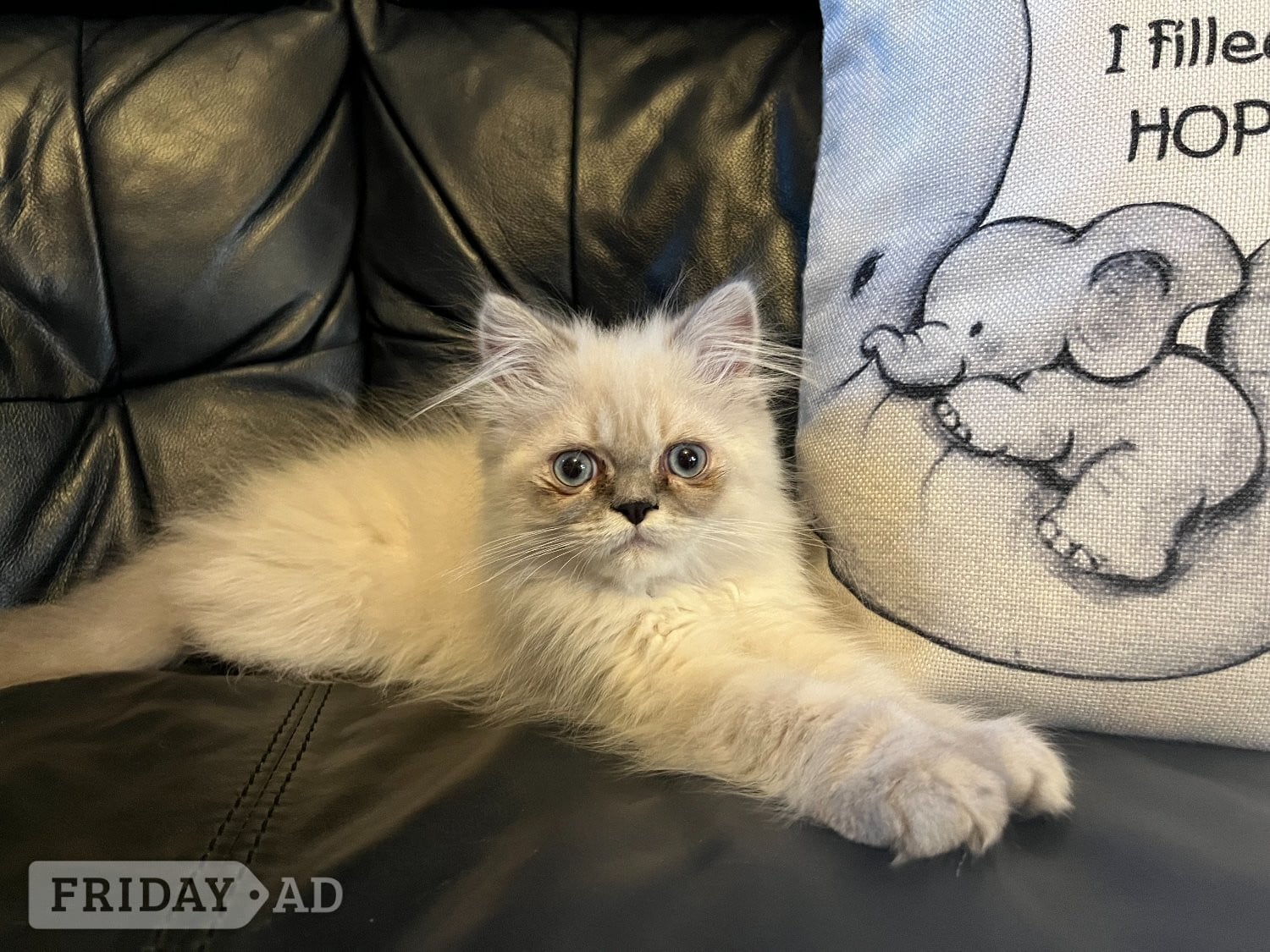 STUNNING MALE BLUE POINT HIMALAYAN KITTEN READY NOW in Beckenham in Bromley