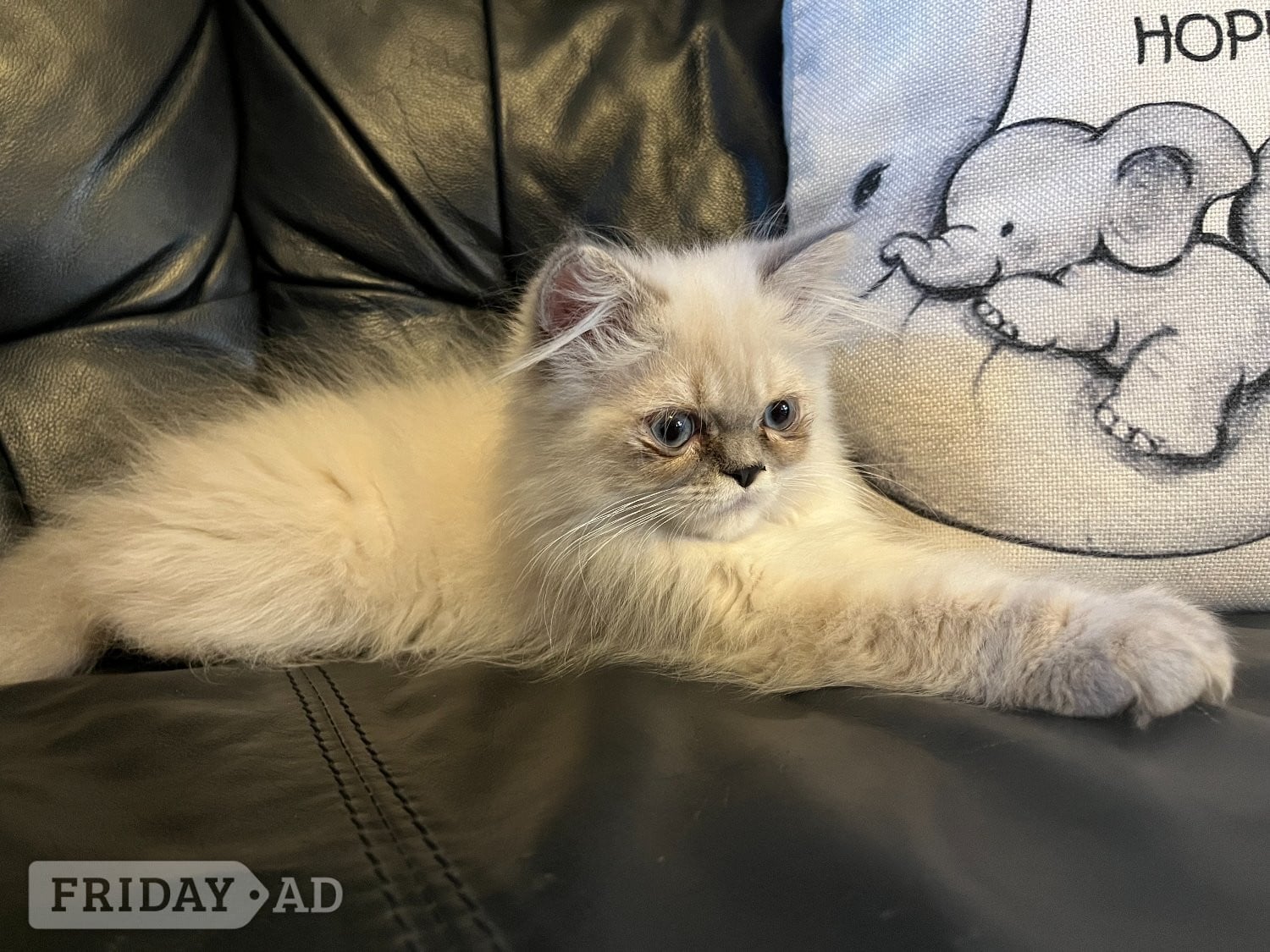 STUNNING MALE BLUE POINT HIMALAYAN KITTEN READY NOW in Beckenham