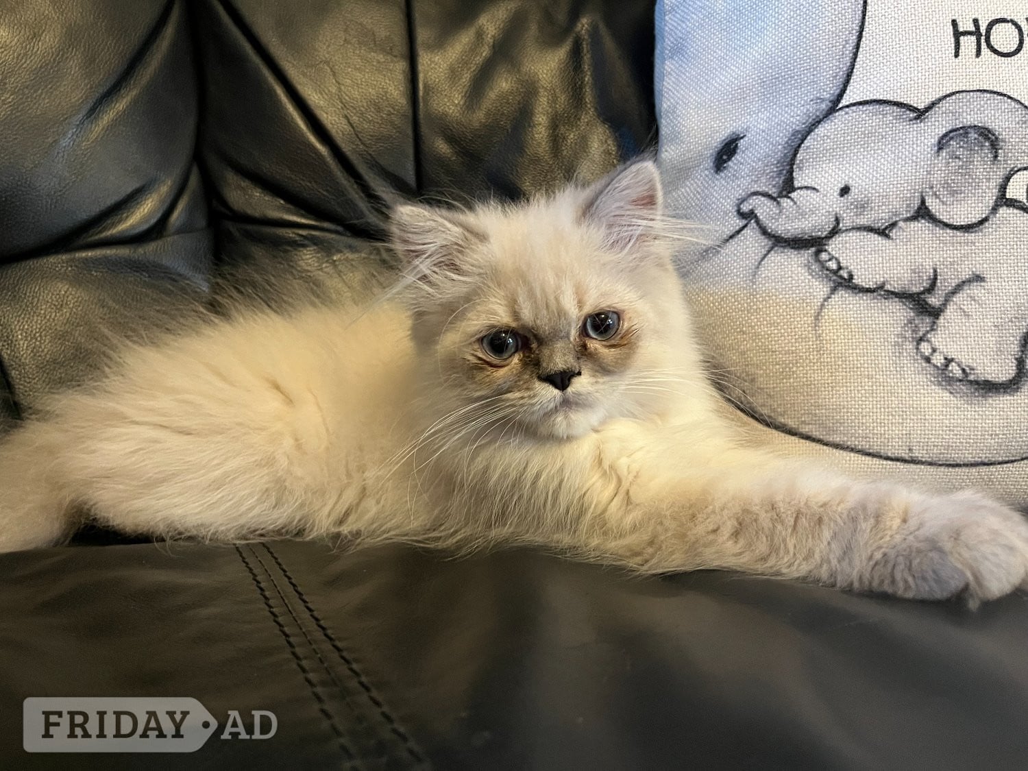 Bromley STUNNING MALE BLUE POINT HIMALAYAN KITTEN READY NOW in Beckenham