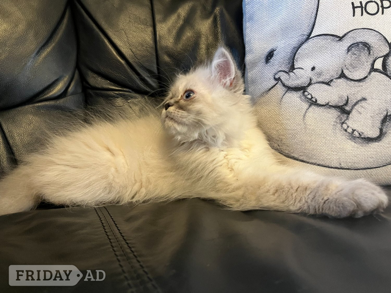 STUNNING MALE BLUE POINT HIMALAYAN KITTEN READY NOW in Beckenham - Cats & Kittens in Bromley