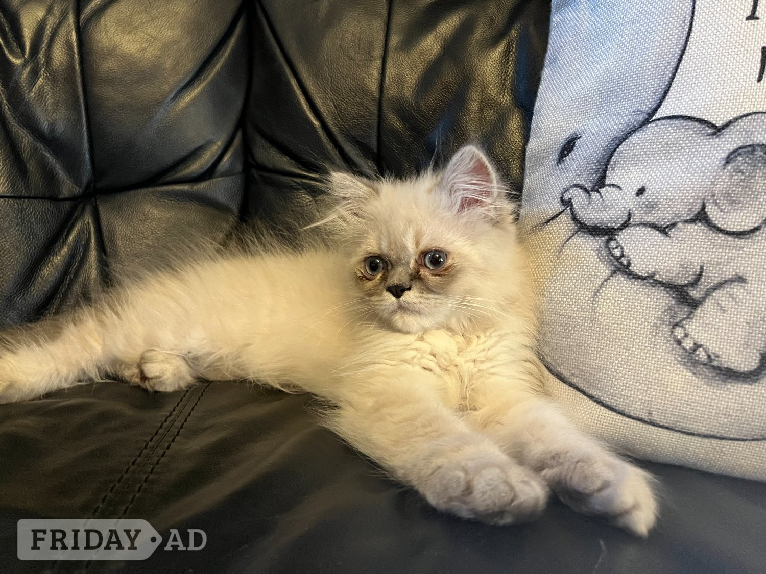 STUNNING MALE BLUE POINT HIMALAYAN KITTEN READY NOW in Beckenham - Cats & Kittens