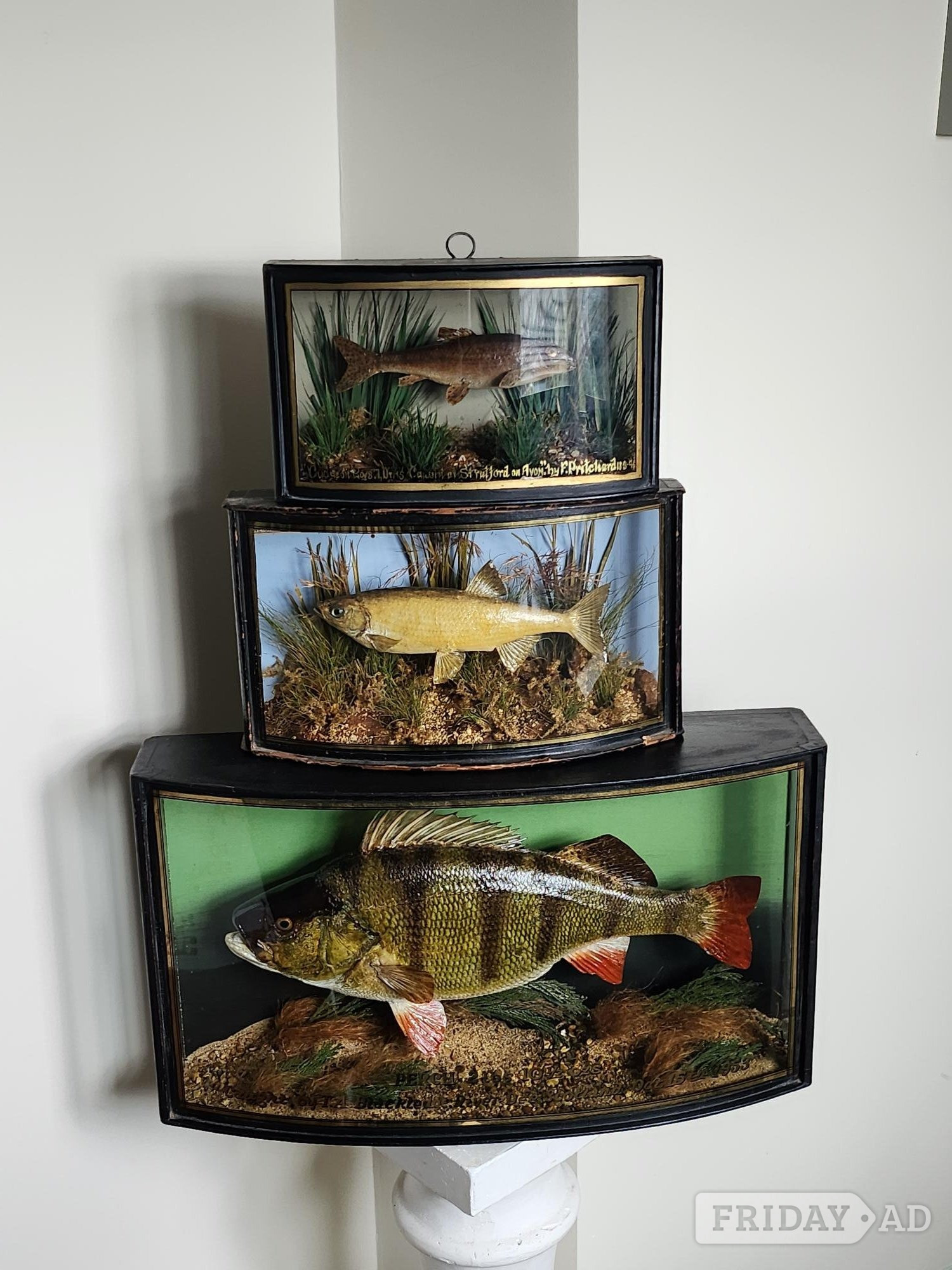 wanted CASED FISH stuffed fish by J.COOPER & SONS best prices paid john cooper antique taxidermy