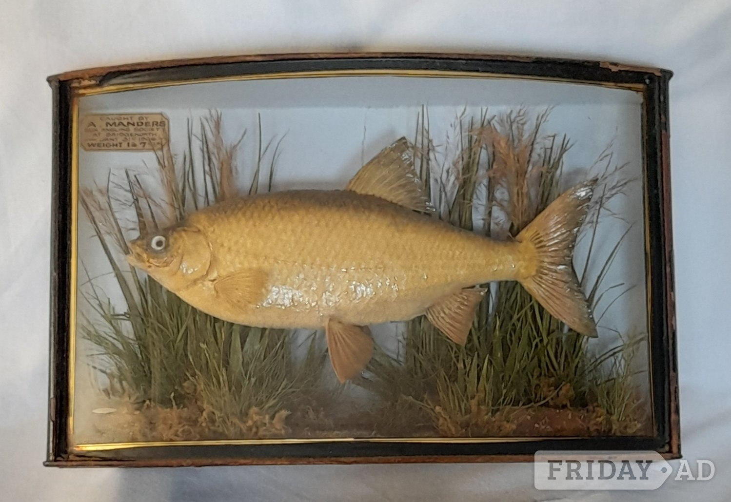 London wanted CASED FISH stuffed fish by J.COOPER & SONS best prices paid john cooper antique taxidermy