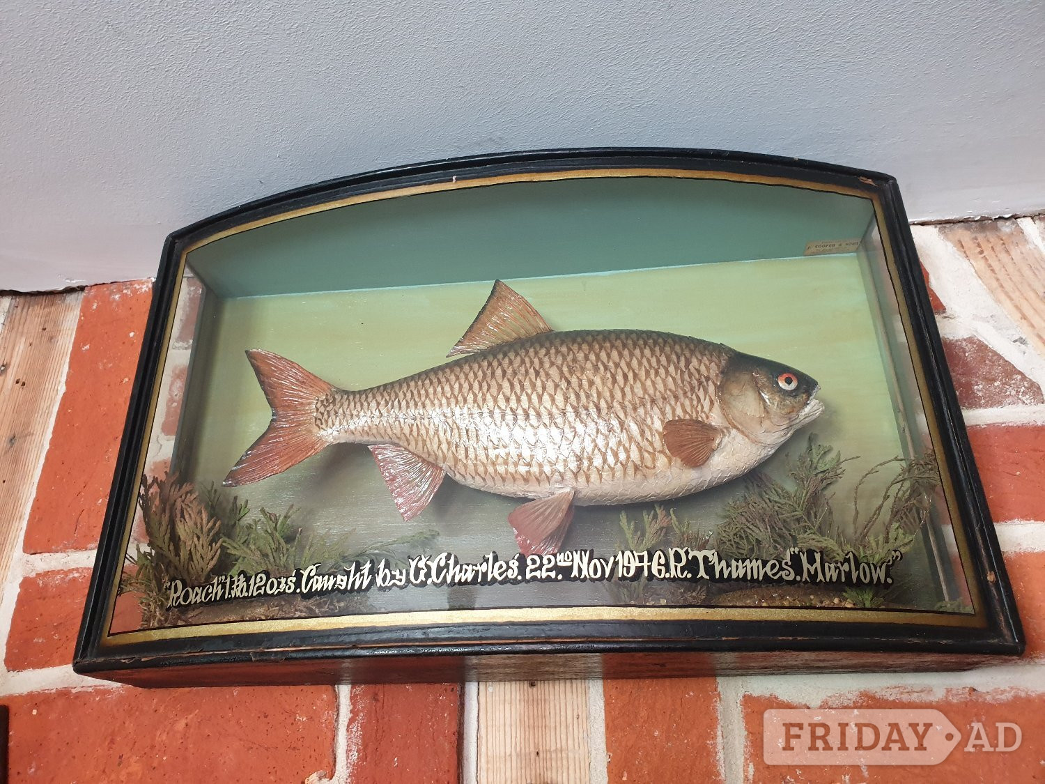 wanted CASED FISH stuffed fish by J.COOPER & SONS best prices paid john cooper antique taxidermy - Antiques & Collectables in London