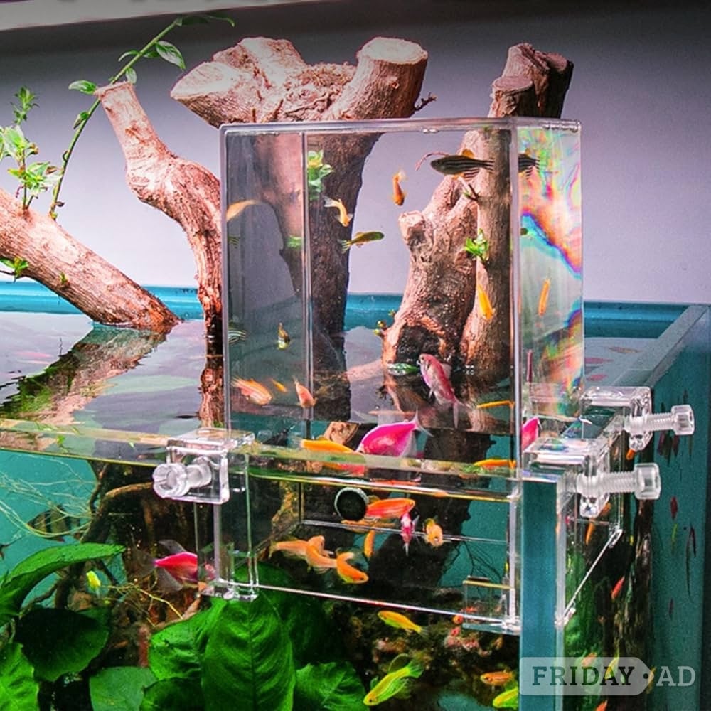 Free tropical fish  in Halifax