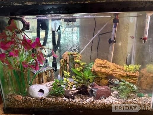 Free tropical fish 