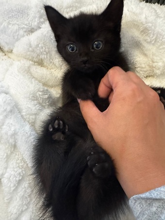 Fluffy Tuxedo & Black Kittens