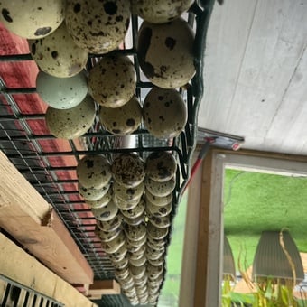 Large jumbo quail