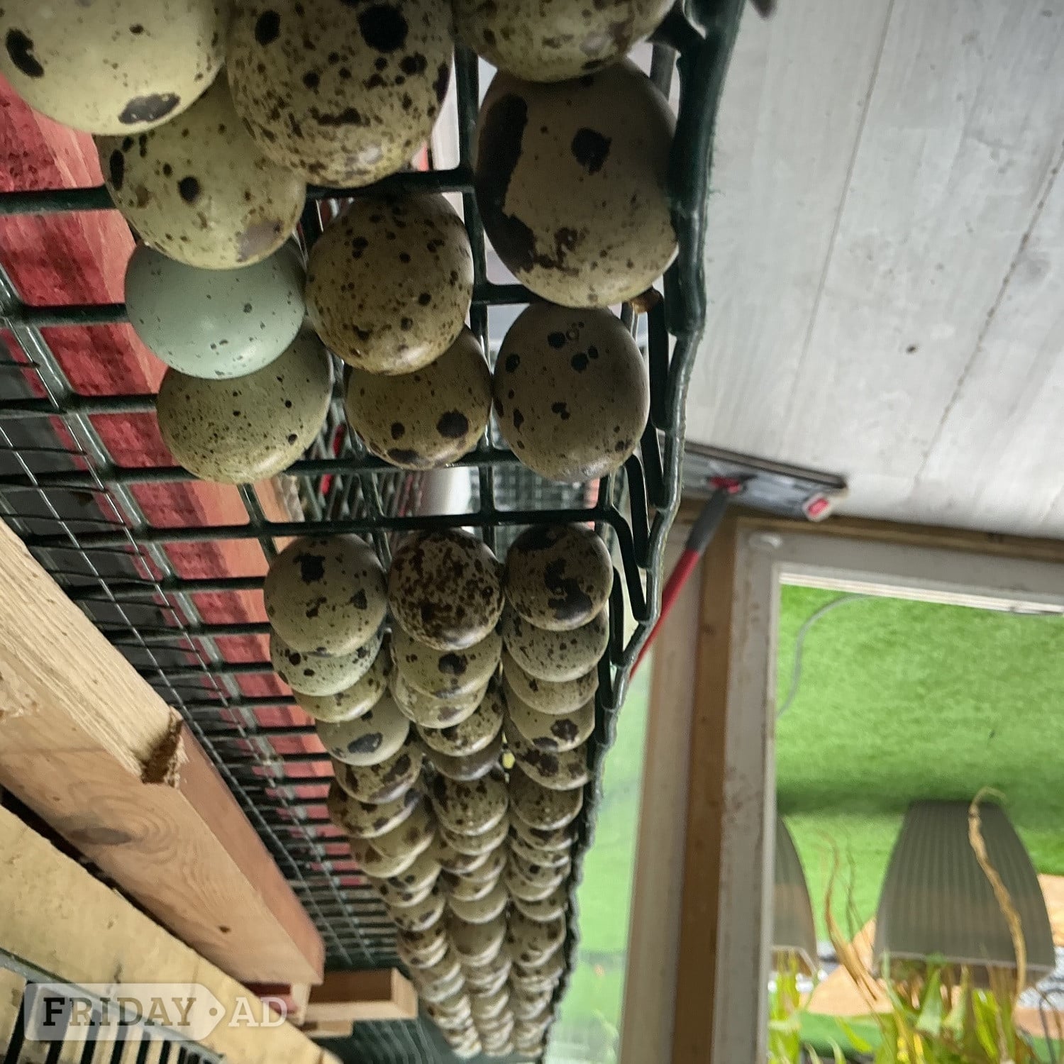 Large jumbo quail in Birmingham