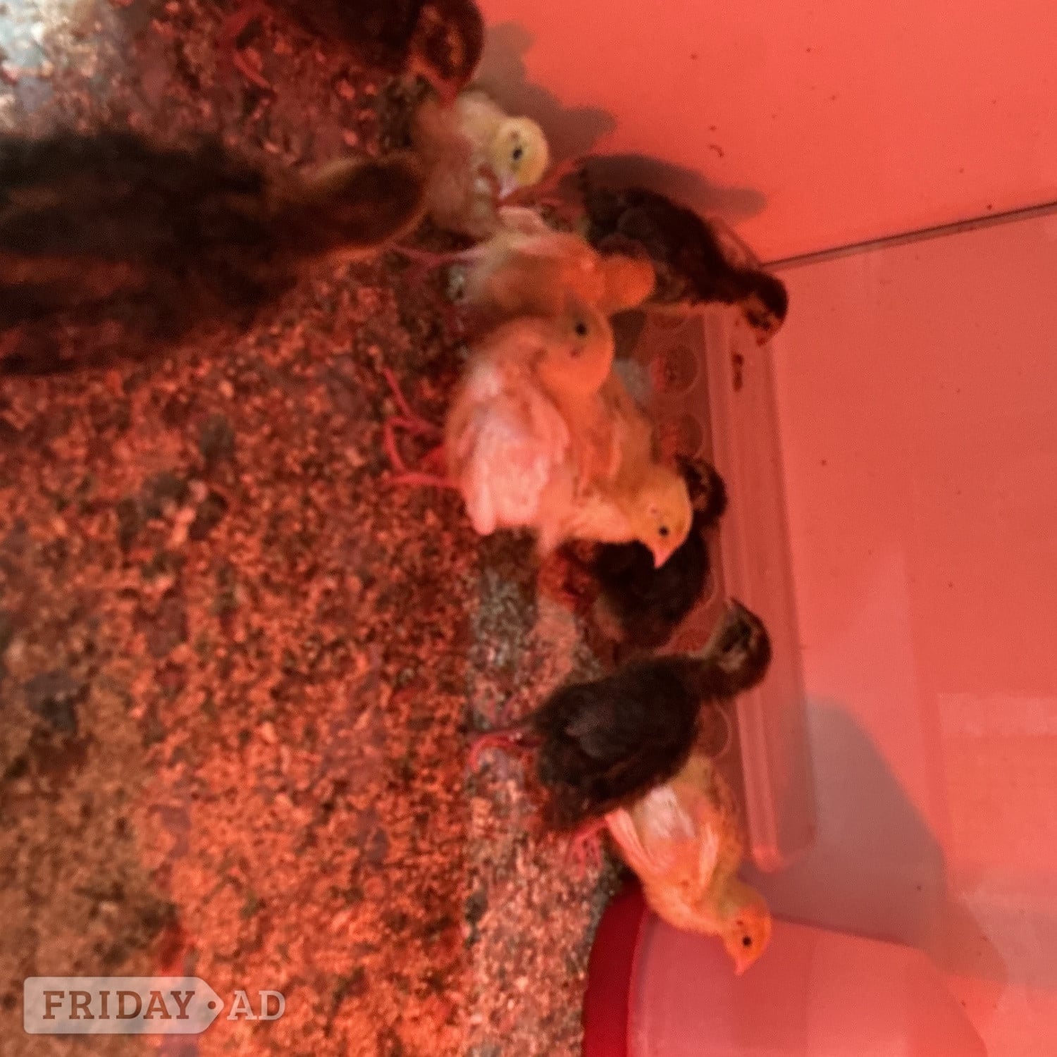 Birmingham Large jumbo quail
