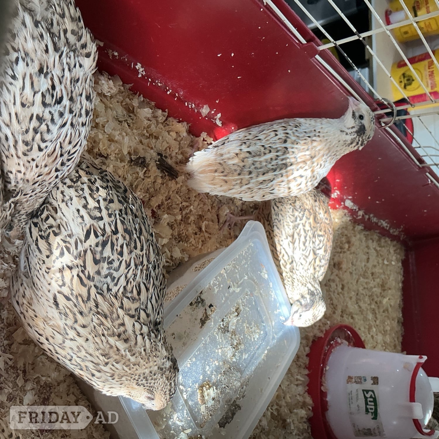 Large jumbo quail - Birds in Birmingham