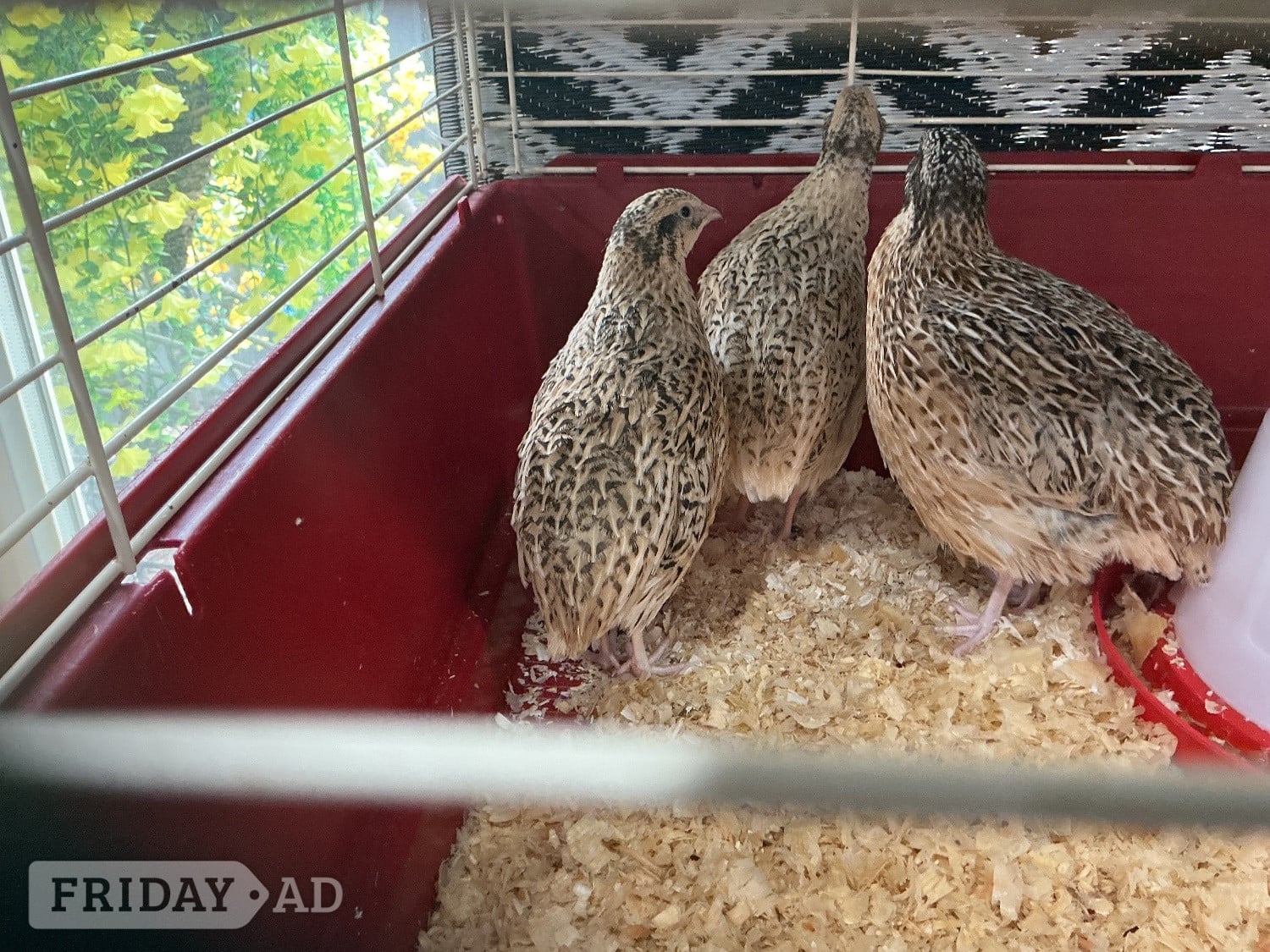 Large jumbo quail - Birds