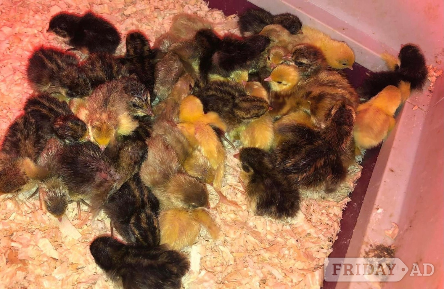 CHINESE PAINTED BUTTON QUAILS !
