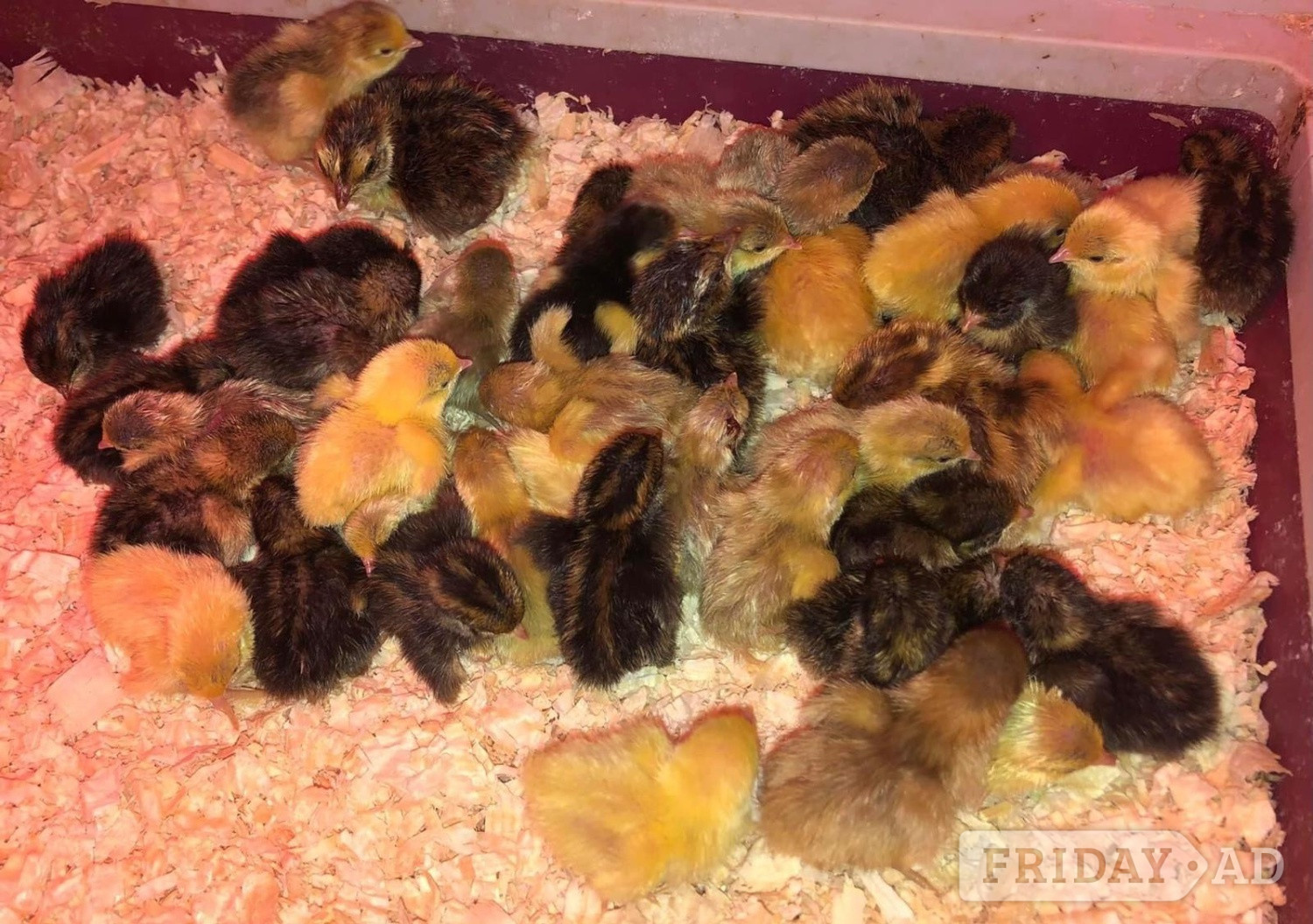 Warminster CHINESE PAINTED BUTTON QUAILS !
