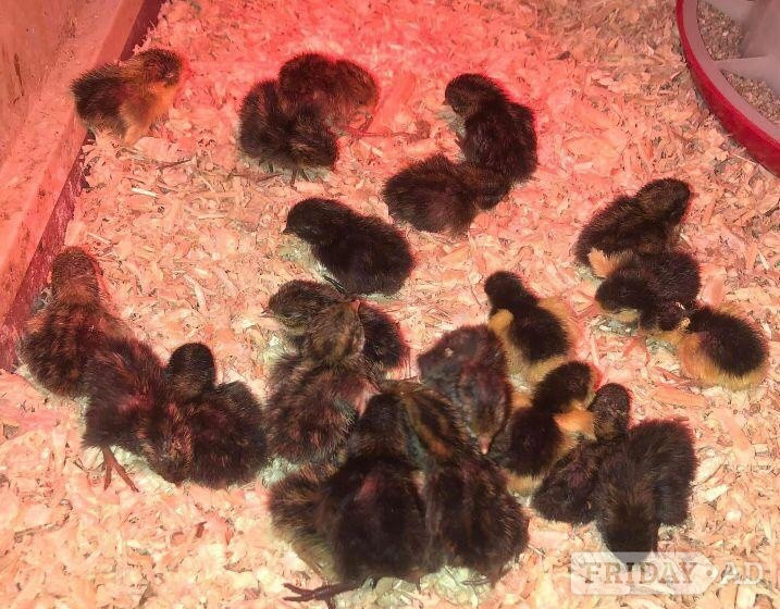 CHINESE PAINTED BUTTON QUAILS ! - Other Pets in Warminster