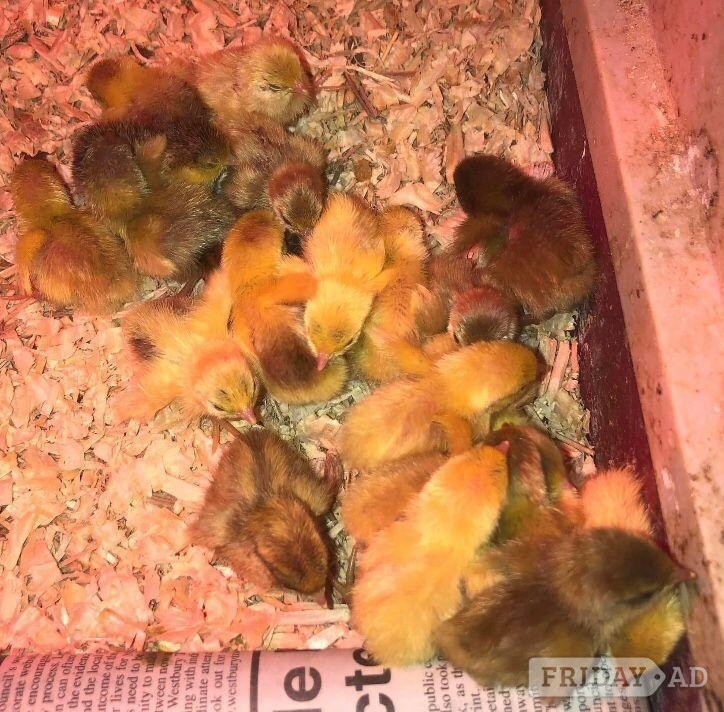 CHINESE PAINTED BUTTON QUAILS ! - Other Pets