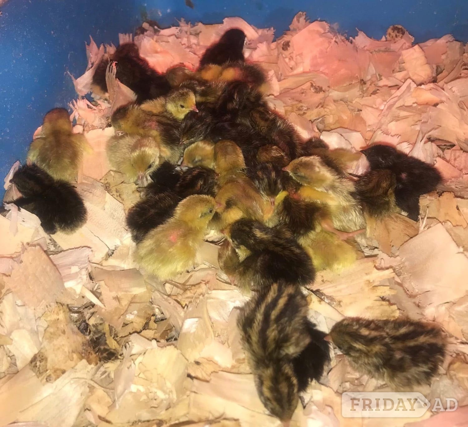 QUAILS/CHINESE PAINTED BUTTONS ! - Other Pets in Warminster