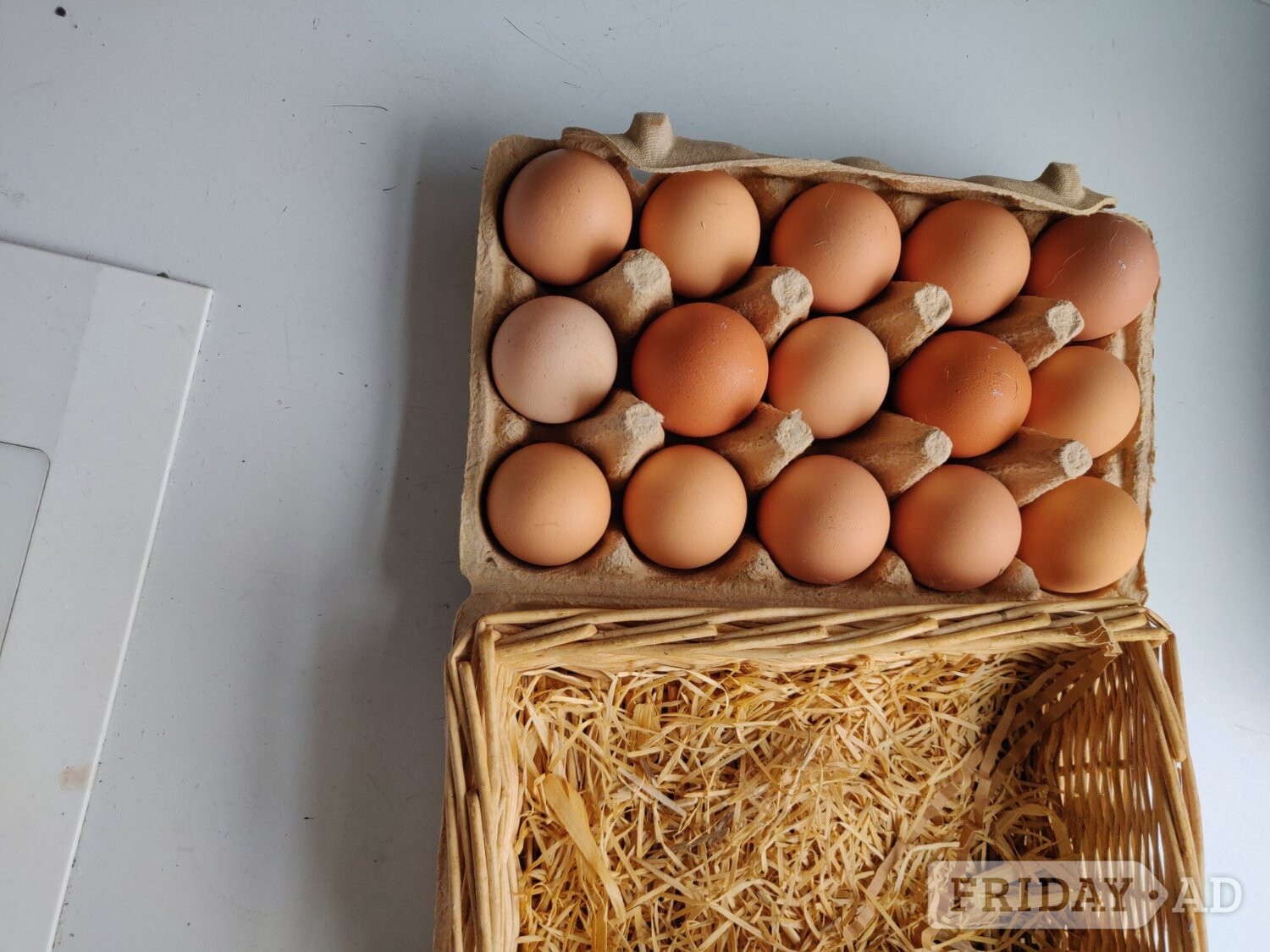 Fertilized eggs for sale in London 