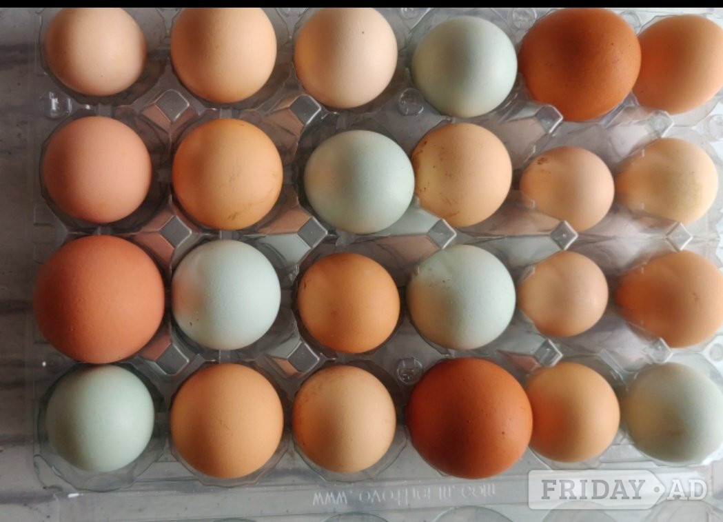 Fertilized eggs for sale in London  - Other Pets in Ealing