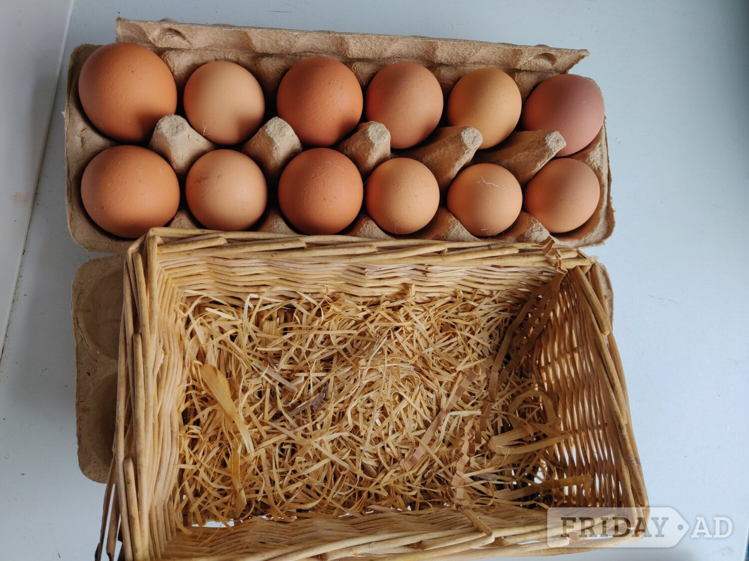 Fertilized eggs for sale in London  - Other Pets