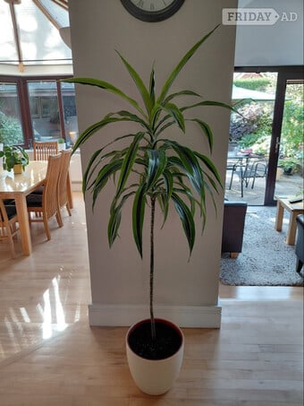 Lemon Lime Dracaena Houseplant