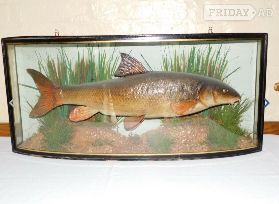 ANTIQUE CASED FISH WANTED STUFFED FISH HOMER COOPER ANSTISS. HIGHEST PRICES PAID in Abbots Langley