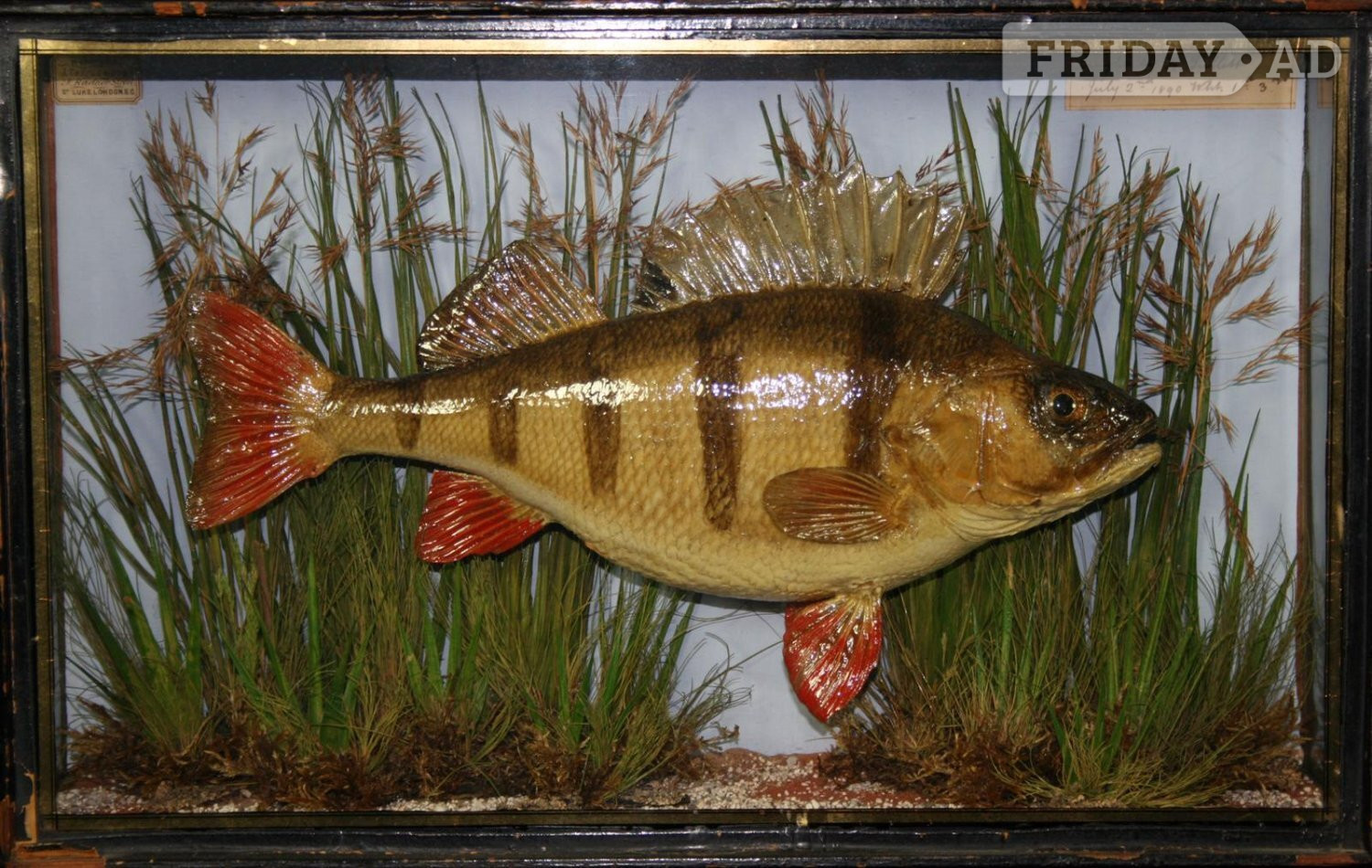 ANTIQUE CASED FISH WANTED STUFFED FISH HOMER COOPER ANSTISS. HIGHEST PRICES PAID