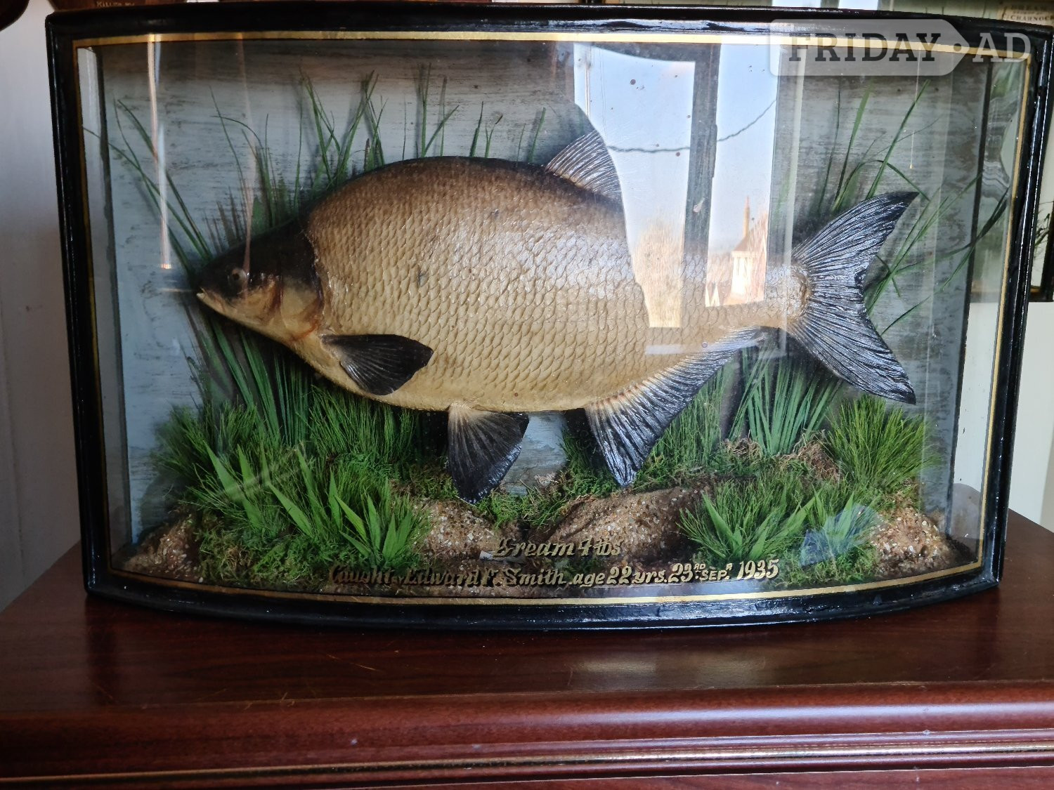 Abbots Langley ANTIQUE CASED FISH WANTED STUFFED FISH HOMER COOPER ANSTISS. HIGHEST PRICES PAID
