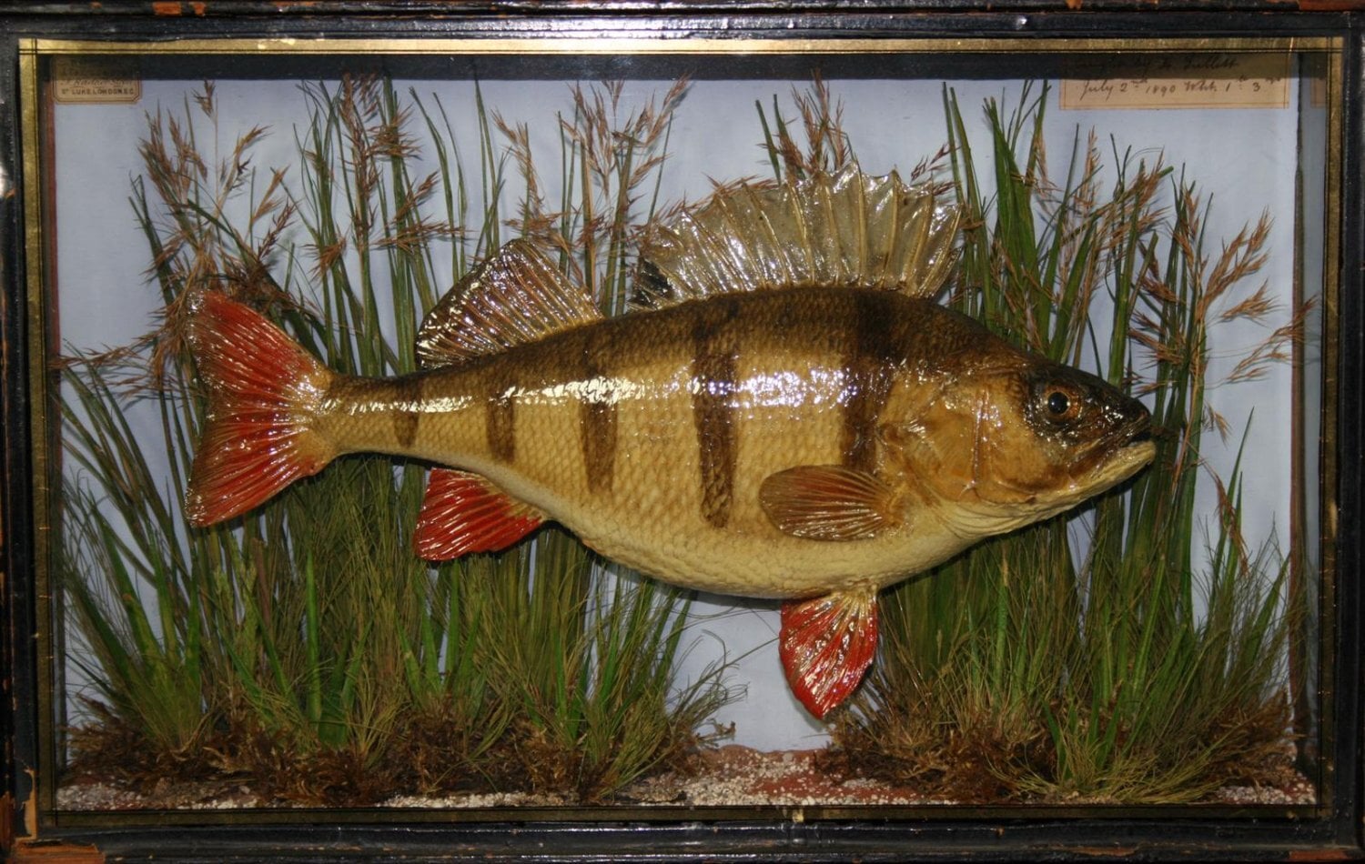 ANTIQUE CASED FISH WANTED STUFFED FISH HOMER COOPER ANSTISS. HIGHEST PRICES PAID