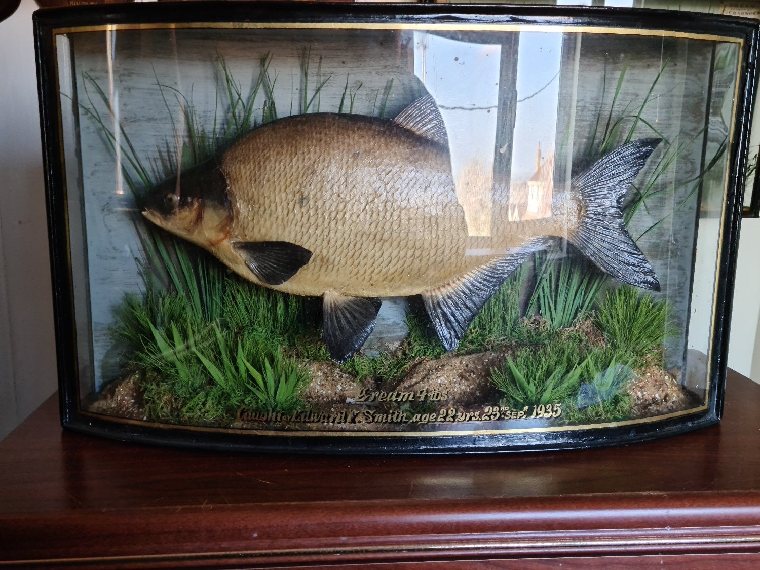 London ANTIQUE CASED FISH WANTED STUFFED FISH HOMER COOPER ANSTISS. HIGHEST PRICES PAID