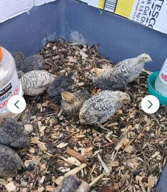 Mixed Coturnix Quail chicks & Adults quail