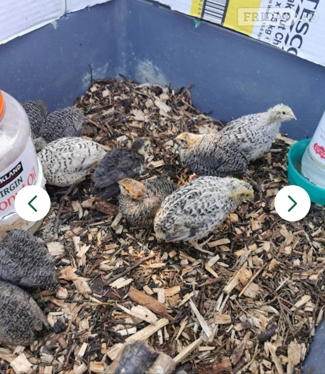 Mixed Coturnix Quail chicks & Adults quail in Worthing