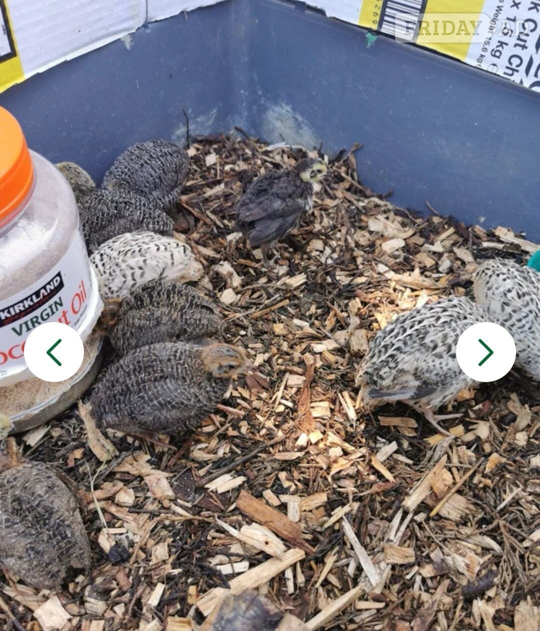 Mixed Coturnix Quail chicks & Adults quail